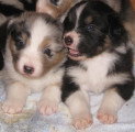 Chiots de race Berger Australien à vendre (8 femelles & 8 mâles)