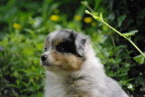 Chiots de race Berger Australien à vendre (5 femelles & 5 mâles)