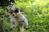 Chiots de race Berger Australien à vendre (5 femelles & 5 mâles)