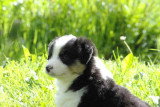 Chiots de race Berger Australien à vendre (5 femelles & 5 mâles)