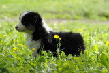 Chiots de race Berger Australien à vendre (5 femelles & 5 mâles)