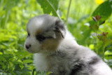 Chiots de race Berger Australien à vendre (5 femelles & 5 mâles)
