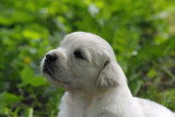 Chiots de race Golden Retriever à vendre (1 femelle & 1 mâle)