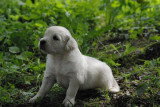 Chiots de race Golden Retriever à vendre (1 femelle & 1 mâle)
