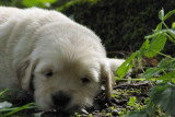 Chiots de race Golden Retriever à vendre (1 femelle & 1 mâle)