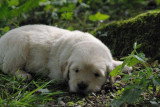 Chiots de race Golden Retriever à vendre (1 femelle & 1 mâle)