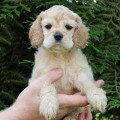 Chiots de race Cocker Américain à vendre (1 femelle & 1 mâle)