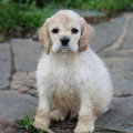 Chiots de race Cocker Américain à vendre (1 femelle & 1 mâle)