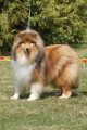 Chiots de race Colley à Poil Court à vendre (5 femelles & 5 mâles)