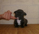 Chiots de race Bouledogue Français à vendre (4 femelles & 4 mâles)
