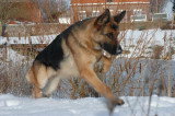 Chiots de race Berger Allemand à vendre (3 femelles & 3 mâles)