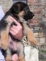 Chiots de race Berger Allemand à vendre (3 femelles & 3 mâles)