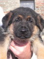 Chiots de race Berger Allemand à vendre (3 femelles & 3 mâles)