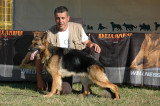 Chiots de race Berger Allemand à vendre (3 femelles & 3 mâles)