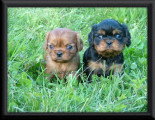 Chiots de race Cavalier King Charles Spaniel à vendre (2 femelles & 2 mâles)
