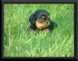 Chiots de race Cavalier King Charles Spaniel à vendre (2 femelles & 2 mâles)