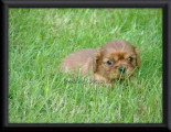 Chiots de race Cavalier King Charles Spaniel à vendre (2 femelles & 2 mâles)