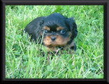 Chiots de race Cavalier King Charles Spaniel à vendre (2 femelles & 2 mâles)