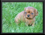 Chiots de race Cavalier King Charles Spaniel à vendre (2 femelles & 2 mâles)