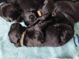 Chiots terreneuve a vendre