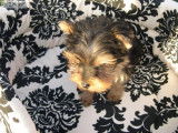 Chiots yorkshire terrier