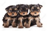 Chiots yorkshire terrier