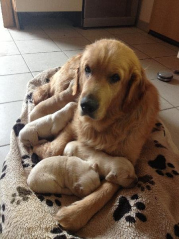 Vend 2 chiots Golden Retriever - 1 mâle & 1 femelle Vend 2 chiots Golden Retriever - 1 mâle & 1 femelle