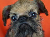 Chiots Griffons e Petit brabancon avec pedigree à vendre