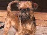 Chiots Griffons e Petit brabancon avec pedigree à vendre