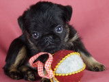 Chiots Griffons e Petit brabancon avec pedigree à vendre