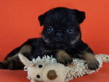 Chiots Griffons e Petit brabancon avec pedigree à vendre