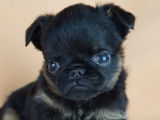 Chiots Griffons e Petit brabancon avec pedigree à vendre