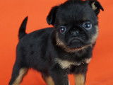Chiots Griffons e Petit brabancon avec pedigree à vendre