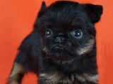 Chiots Griffons e Petit brabancon avec pedigree à vendre