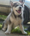 Chiots de race Malamute d'Alaska à vendre (2 femelles & 2 mâles)