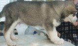Chiots de race Malamute d'Alaska à vendre (2 femelles & 2 mâles)