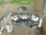 Chiots de race Malamute d'Alaska à vendre (2 femelles & 2 mâles)