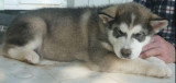 Chiots de race Malamute d'Alaska à vendre (2 femelles & 2 mâles)
