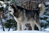 Chiots de race Malamute d'Alaska à vendre (2 femelles & 2 mâles)