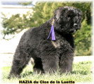 Chiots de race Bouvier des Flandres à vendre (4 femelles & 4 mâles)