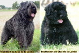 Chiots de race Bouvier des Flandres à vendre (4 femelles & 4 mâles)