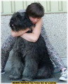 Chiots de race Bouvier des Flandres à vendre (4 femelles & 4 mâles)