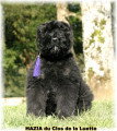 Chiots de race Bouvier des Flandres à vendre (4 femelles & 4 mâles)