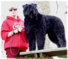 Chiots de race Bouvier des Flandres à vendre (4 femelles & 4 mâles)