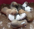 Chiots de race Chihuahua à vendre (4 femelles & 4 mâles)