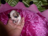 Chiots de race Chihuahua à vendre (4 femelles & 4 mâles)