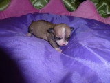 Chiots de race Chihuahua à vendre (4 femelles & 4 mâles)