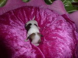 Chiots de race Chihuahua à vendre (4 femelles & 4 mâles)