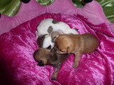 Chiots de race Chihuahua à vendre (4 femelles & 4 mâles)