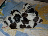 Chiots de race Schapendoes Néerlandais à vendre (2 femelles & 2 mâles)